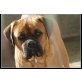 King, Bordeaux Doggen-Boxer Mix - Rüde