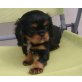King Charles Spaniel Welpen - Rüde