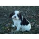 King Charles Spaniel Welpen - Rüde