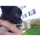King, Chihuahua langhaariger Schlag Welpen - Rüde