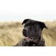 King, Dogo Canario - Rüde