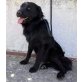 King, Labrador-Mischling - Rüde