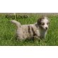 King Louie, Australian Shepherd Dog Welpen - Rüde
