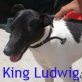King Ludwig, Foxterrier-Mix - Rüde