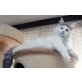 King, Maine Coon - Kater