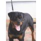 King, Rottweiler - Rüde