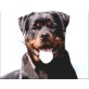 King, Rottweiler - Rüde