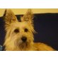 King, Terrier-Mischling - Rüde
