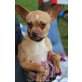 King, verschmuster Chihuahua-Mix - Rüde