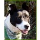 Kinga, Boston-Terrier-Schnauzer-Mix - Hündin