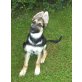 Kinga, Deutscher Schäferhund Welpen - Hündin
