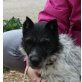 Kinoa-NOTFALL, Schnauzer Mix - Hündin