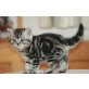 Kinsey Karlsoon Lena, Britisch Kurzhaarkatze - Kater