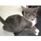 Kio, Europäische Kurzhaarkatze - Kater
