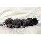 Kip, Milius, Carlos und Triton, Maine Coon - Kater