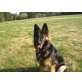 Kira, Altdeutsche Schäferhunde - Hündin