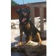 Kira, Appenzeller/Schäfer Mix - Hündin