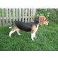 Kira, Beaglehündin 5 Monate - Hündin