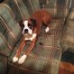Kira, Boxer - Hündin