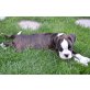 Kira, Boxer Welpen - Hündin