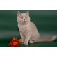 Kira, Britisch Kurzhaarkatze - Katze