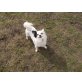Kira, Chihuahua-Mischling - Hündin