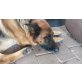 Kira, Deutscher Schäferhund Cremefarbener langhaariger Schlag - Hündin