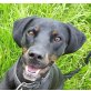 Kira, Dobermann Mix - Hündin
