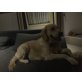 Kira, Golden Retriever - Hündin