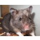 Kira, Goldhamster - weiblich