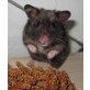Kira, Goldhamster - weiblich