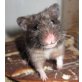 Kira, Goldhamster - weiblich