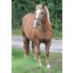 Kira, Haflinger - Stute