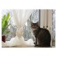 Kira, Hauskatze - Katze