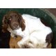 Kira, Heidewachtel-Springer Spaniel Mix - Hündin