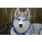Kira, Husky Welpen - Hündin