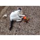 Kira, Iris, Nube, Frei kleine Kätzchen auf die Suche nach Liebe - Katze