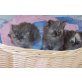 Kira Jona Lucie, Perser - Katze