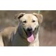 Kira, Labrador-Schäferhund-Mischung KIRA Welpen - Hündin
