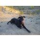 Kira, Labrador Schäferhund Mix - Hündin