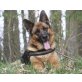 Kira, Schäferhund Mix - Hündin