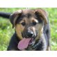 Kira, Schäferhund Welpen - Hündin