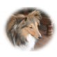 Kira, Sheltie - Hündin