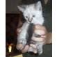 Kira, Siam Mischling - Katze