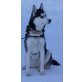 Kira, Siberian Husky - Hündin