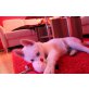 Kira, Siberian Husky Welpen - Hündin