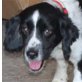 Kira, Springer Spaniel - Hündin