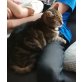 Kira, TIGER KATZE - Katze