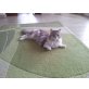 Kira , eine wunderschöne Mischung - Katze