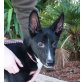 Kira, reizende belg. Schäferhund Mix Welpen - Hündin